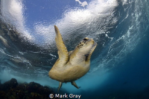 Green Turtle returning to surface by Mark Gray 